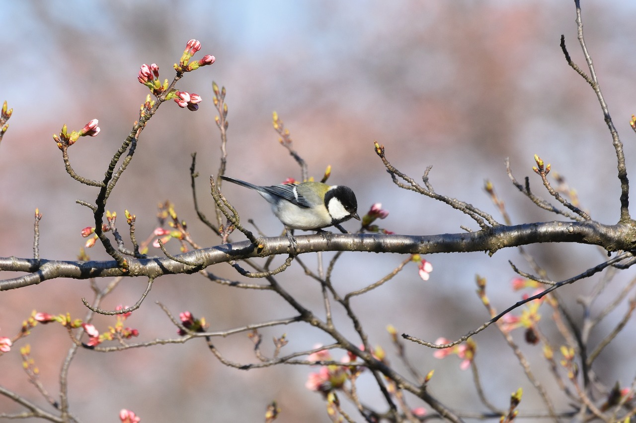 Must-Visit Destinations in Japan for Cherry Blossom Season